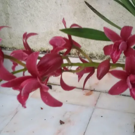 Sunny Terrace