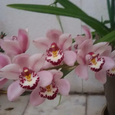 דירה Sunny Terrace ליסבון