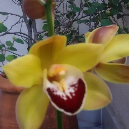 Sunny Terrace דירה ליסבון