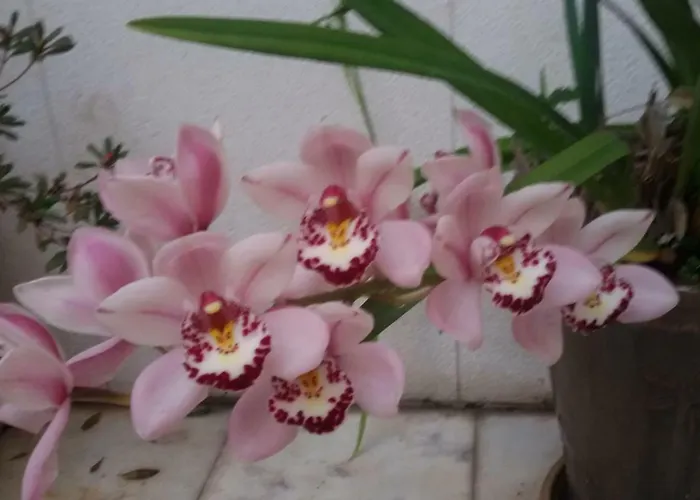 Διαμέρισμα Sunny Terrace Lisboa